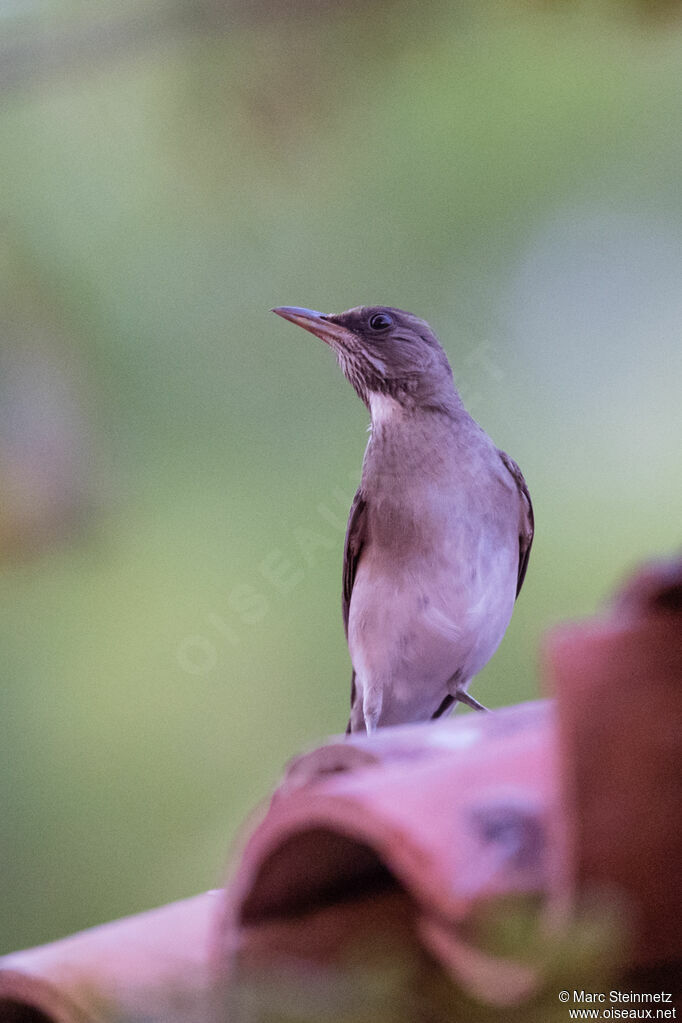 Creamy-bellied Thrush