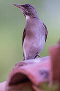 Creamy-bellied Thrush