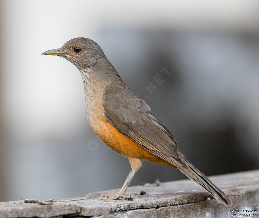 Rufous-bellied Thrush