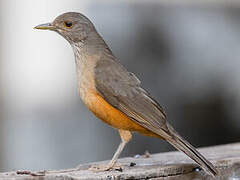 Rufous-bellied Thrush