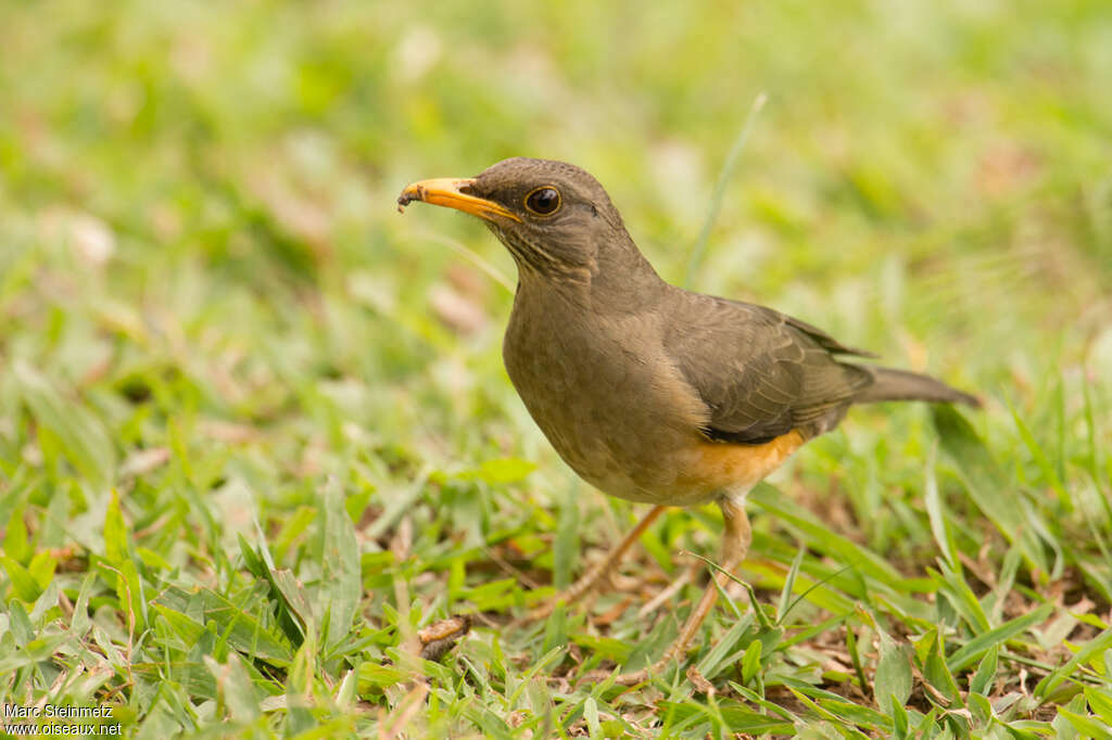 Merle africainadulte, mange