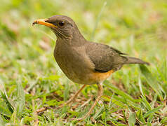 African Thrush