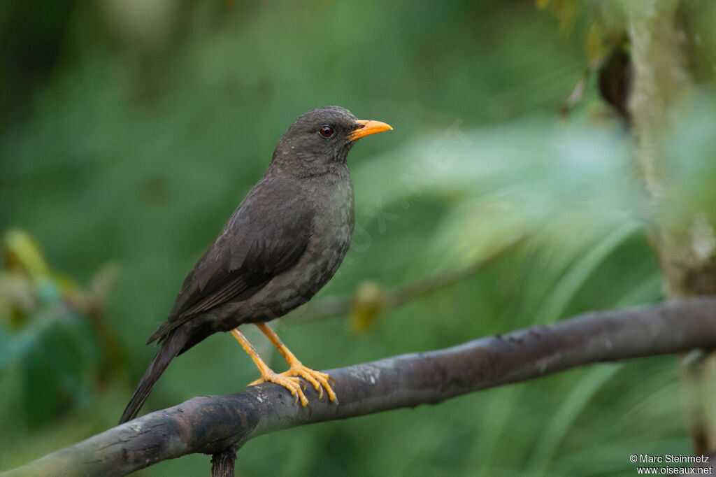 Chiguanco Thrush