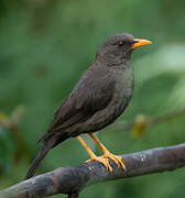 Chiguanco Thrush