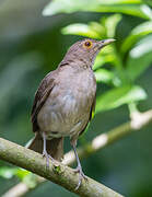 Ecuadorian Thrush