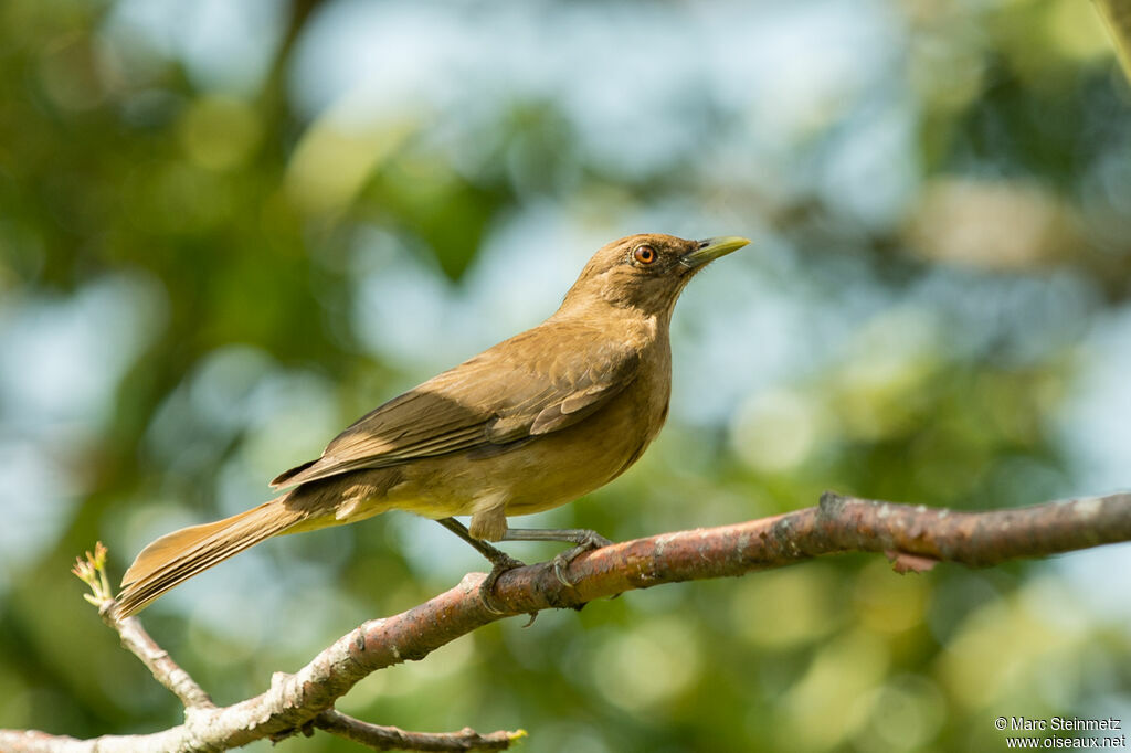 Clay-colored Thrush