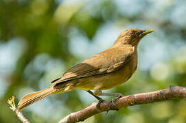 Clay-colored Thrush