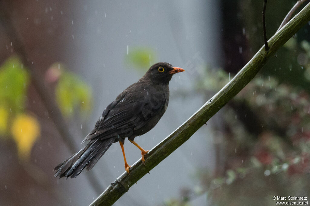 Great Thrush