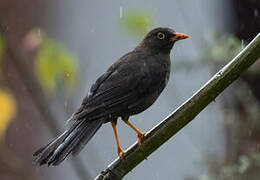 Great Thrush