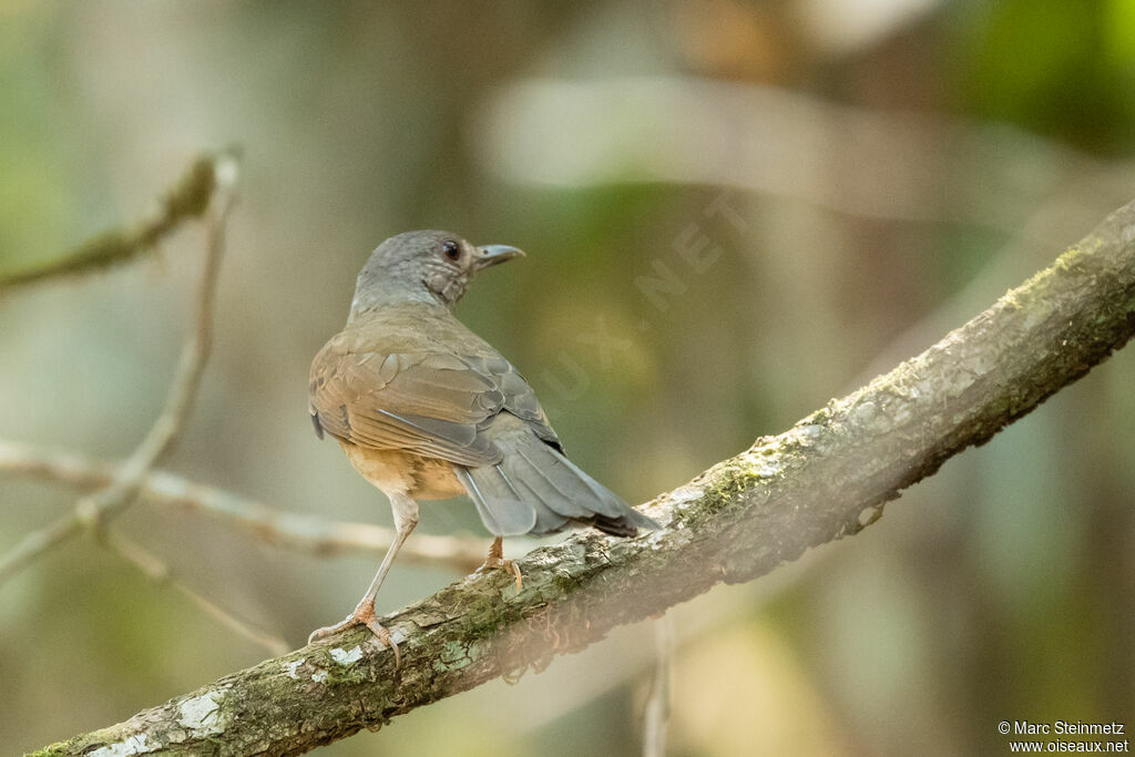 Pale-breasted Thrush