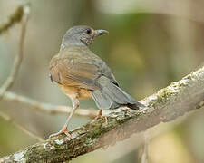 Pale-breasted Thrush