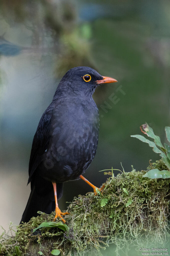 Glossy-black Thrush male adult, identification