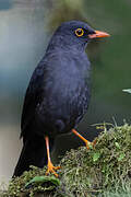 Glossy-black Thrush