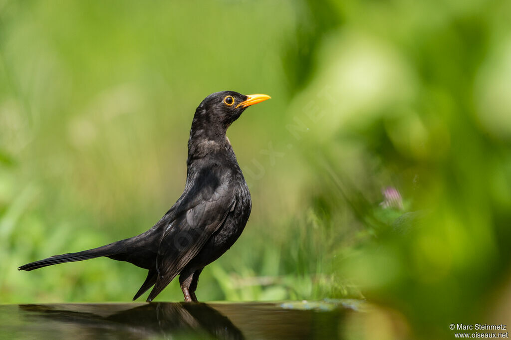 Common Blackbird male