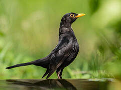 Common Blackbird