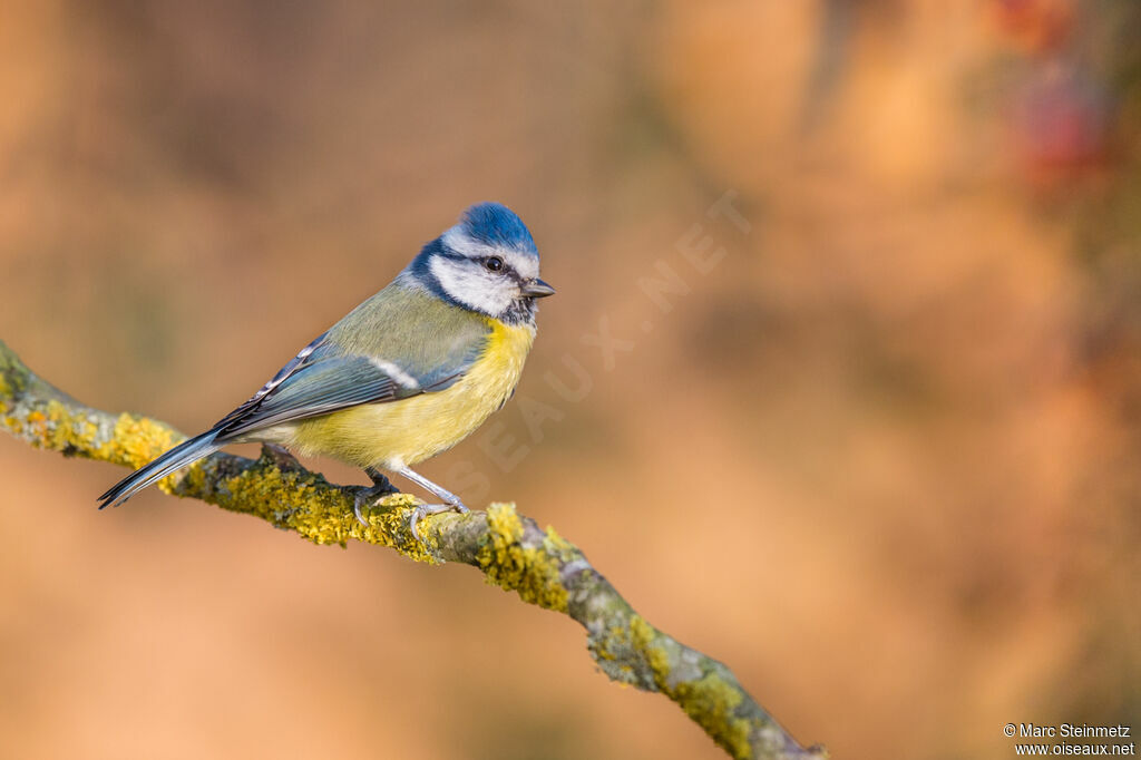 Eurasian Blue Tit
