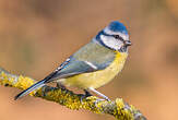 Mésange bleue