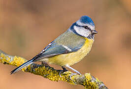 Eurasian Blue Tit