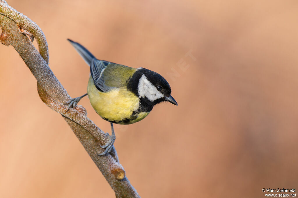 Mésange charbonnière