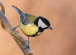 Great Tit