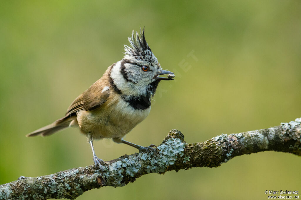 Mésange huppée