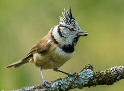 Mésange huppée