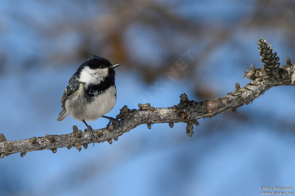 Coal Tit