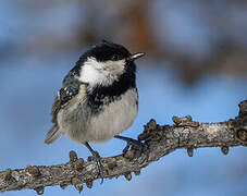 Coal Tit