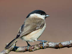 Marsh Tit