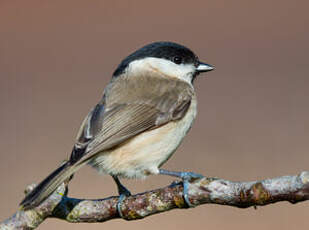 Mésange nonnette