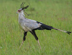 Secretarybird