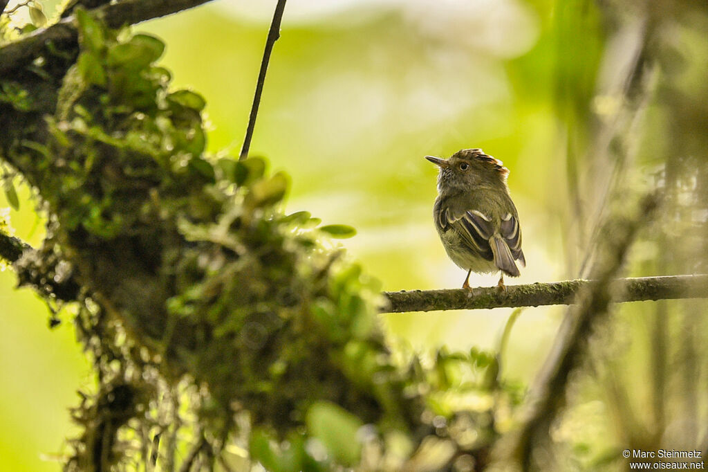 Scale-crested Pygmy Tyrant