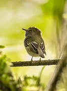 Scale-crested Pygmy Tyrant