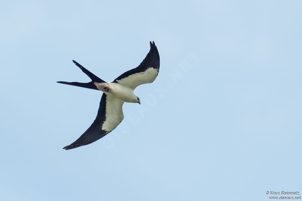 Swallow-tailed Kite