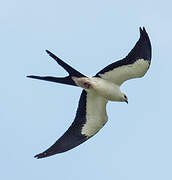 Swallow-tailed Kite