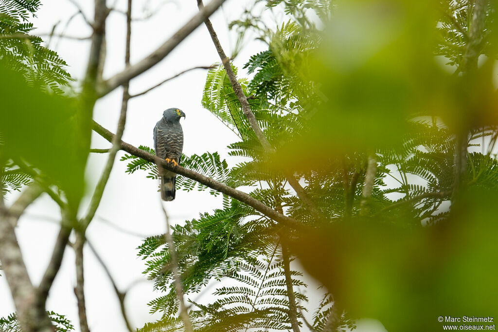 Hook-billed Kite