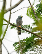 Hook-billed Kite