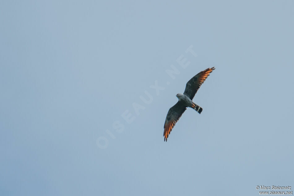 Plumbeous Kite