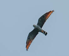 Plumbeous Kite