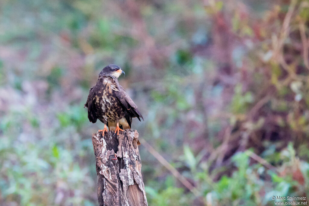 Snail Kite female