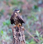 Snail Kite