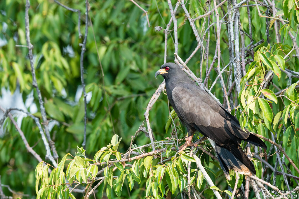 Snail Kite