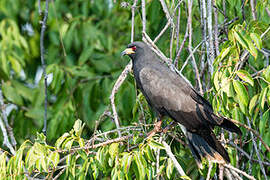 Snail Kite