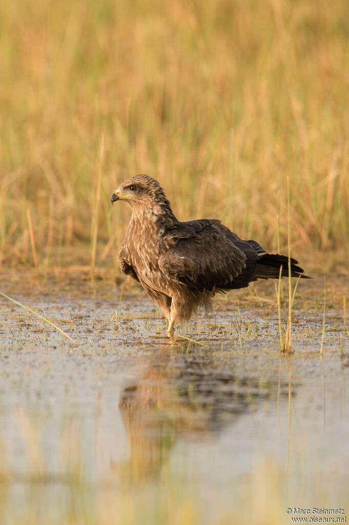 Black Kite