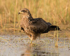 Black Kite