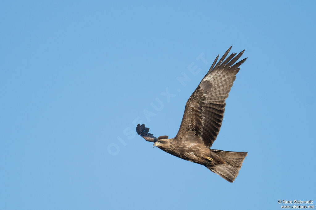 Black Kite