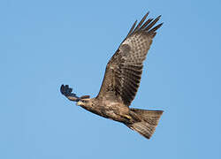 Black Kite