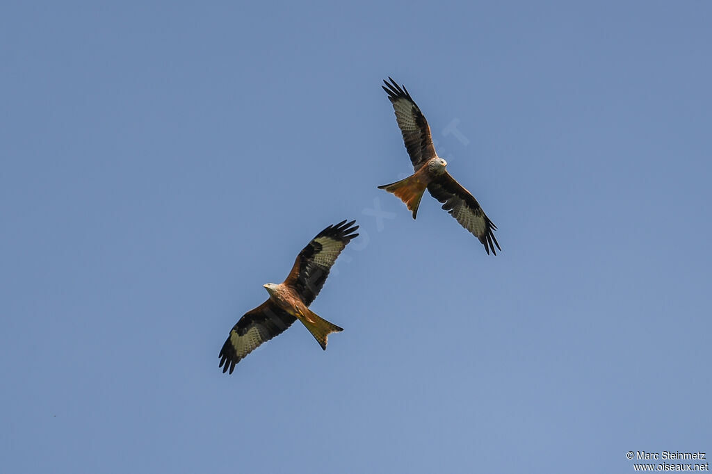 Red Kite