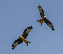 Red Kite