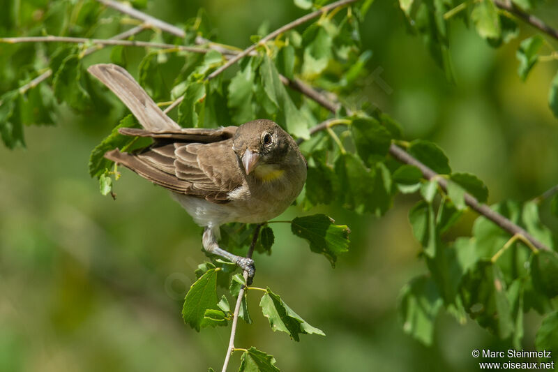 Yellow-spotted Bush Sparrow